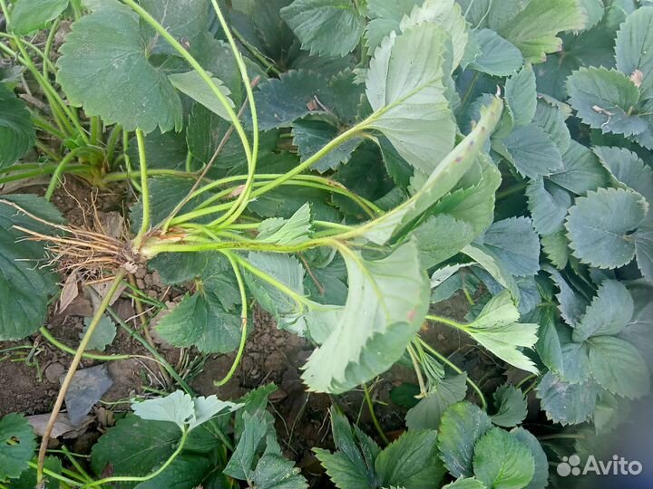 Рассада клубники Элан