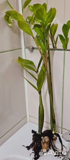 Замиокулькас