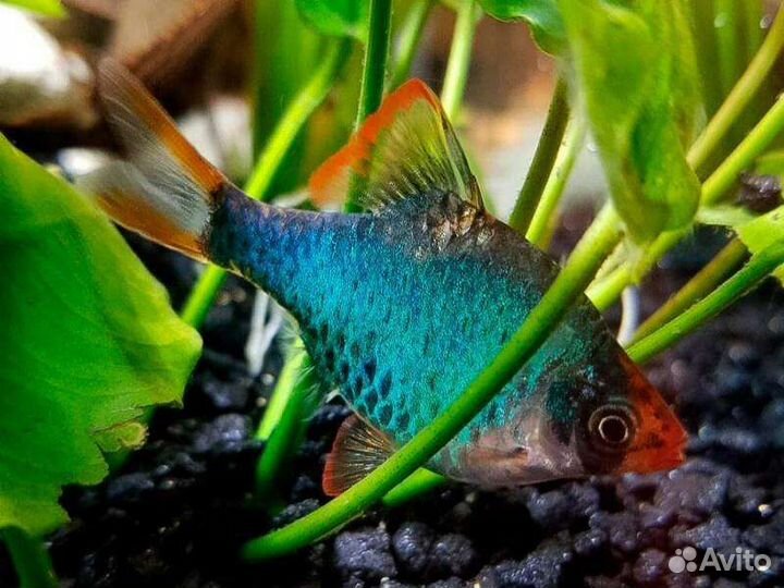 Аквариумные рыбки, аквариумы, оборудование