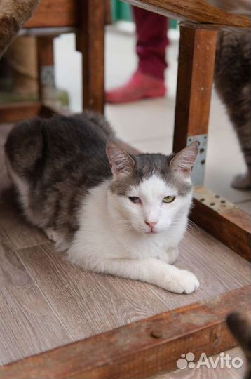 Котик Шекель