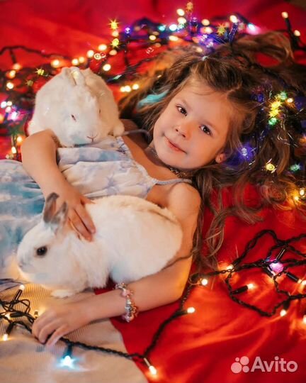 Кролики, ёжик и утята в аренду