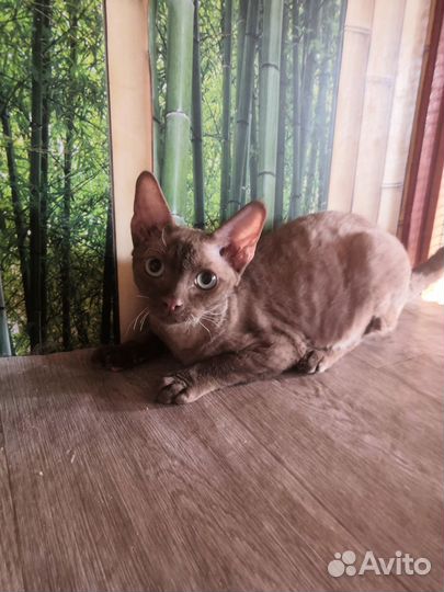 Котята девон-рекс