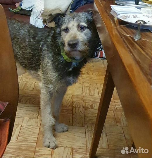 Ищем дом для Гарри, тихого и грустного