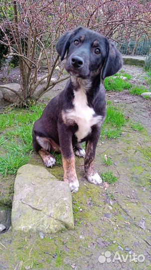 Щенки в добрые руки