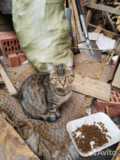 Кошки предложение