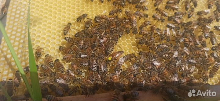 Матки плодные