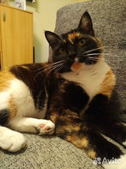 Кошка в добрые руки