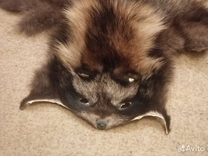 Шкура Енота