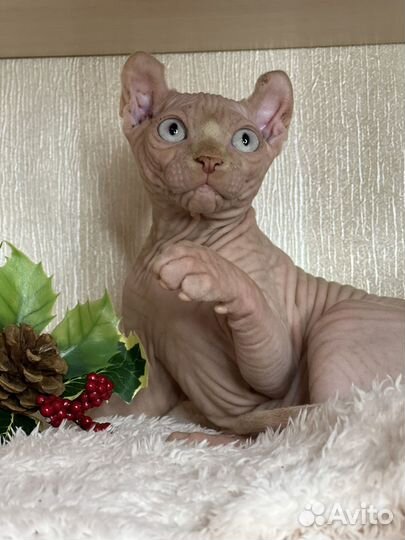 Малыши - эльфята