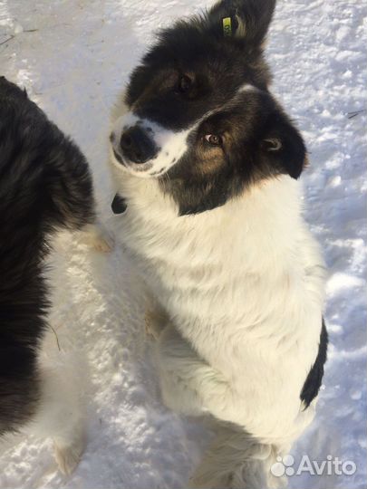 Собаки щенки