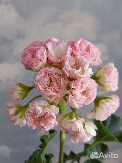 Пеларгония герань сортовая (коллекционная) разные