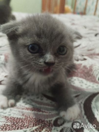 Шотландская вислоухая кошка бесплатно