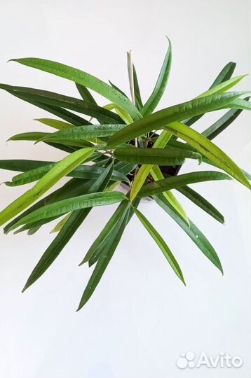 Фикусы али амстел голд, эластика робуста