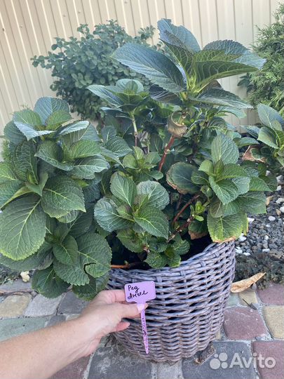 Гортензия Ред Ангел