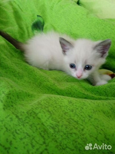 Котенок девочка в добрые руки