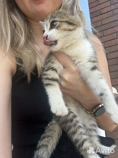 Котенок