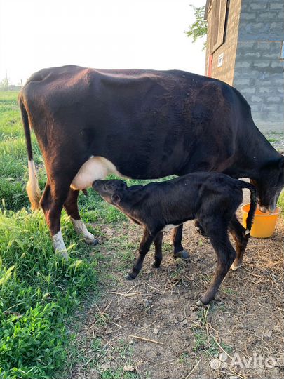 Корова дойная с теленком
