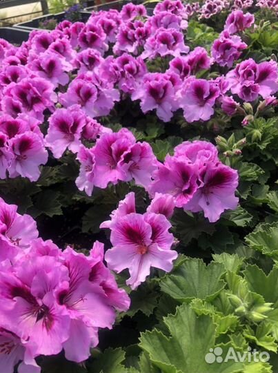 Пеларгония королевская и зональная