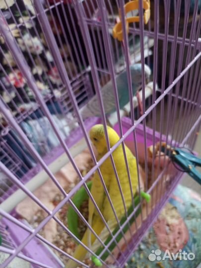 Волнистые попугаи с клеткой