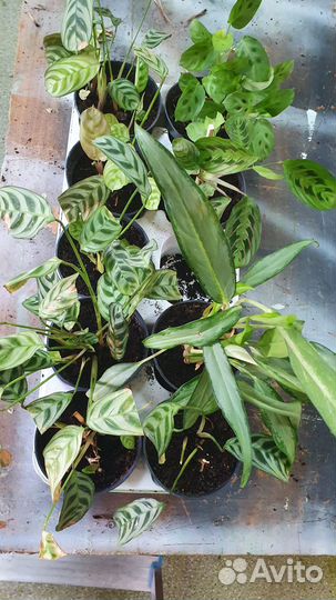 Комнатные растения. Живые цветы