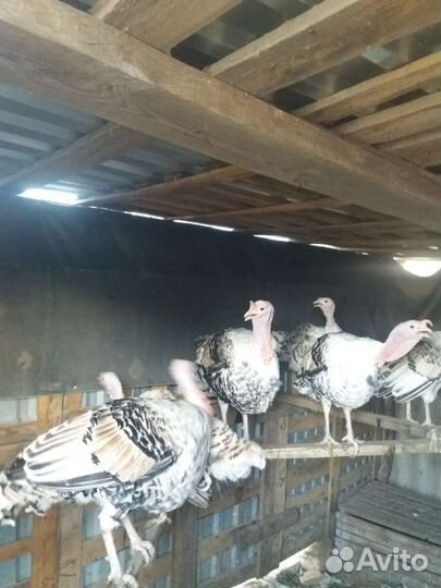 Индюк с 4 месяца и выше