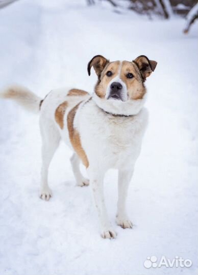 Собака в добрые руки