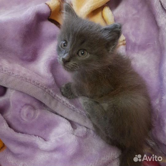 Отдам котят