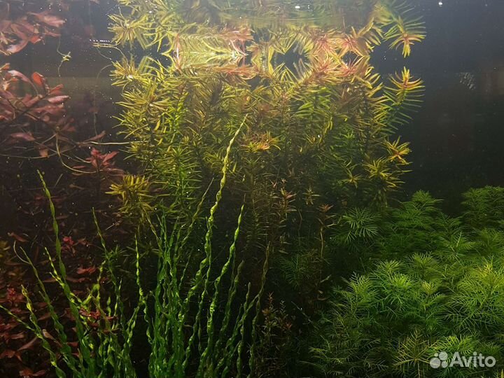 Аквариумные растения