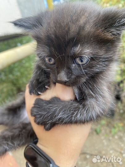 Отдам бесплатно котят