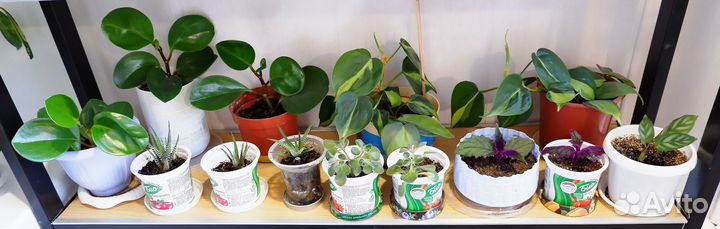 Фикус пиперония гинура хавортия аихризон ктенанта