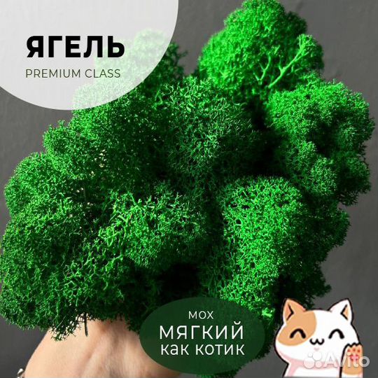 Стабилизированный мох ягель