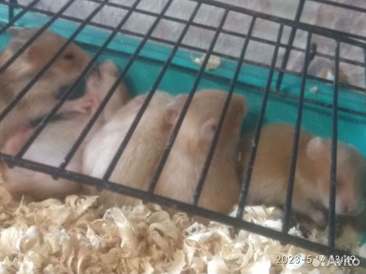 Сирийский хомяк малыш