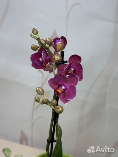 Орхидея фаленопсис