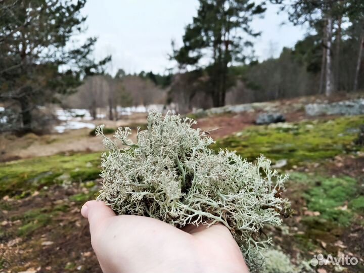 Ягель, цетрария (исландский мох)