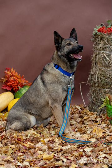 Собака Лорди