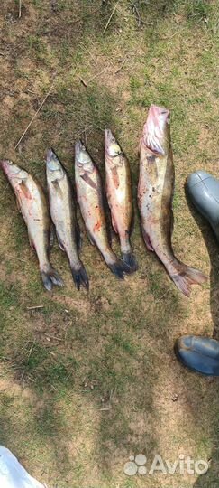 Свежий судак, щука