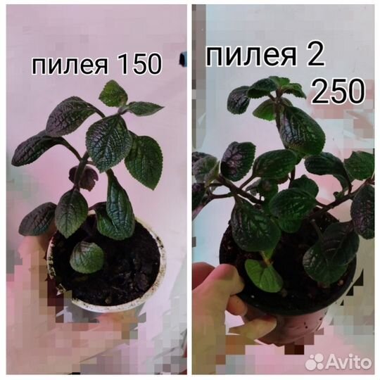 Сциндапсус,пилея, альтернантера, сингониум