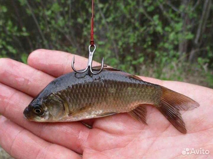 Живец карась, плотва