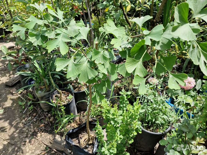 Гинкго билоба