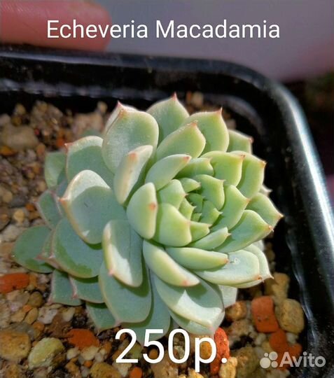 Суккуленты 2