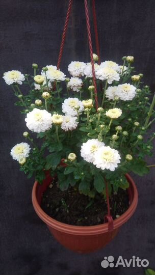 Хризантема мультифлора