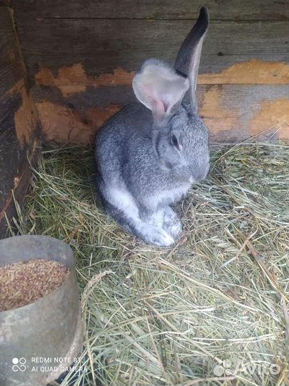 Кролики (2 месяца )