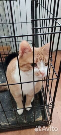 Котик бездомыш