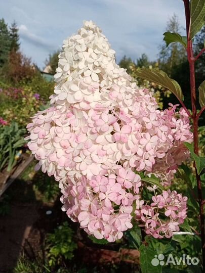 Гортензия метельчатая черенки