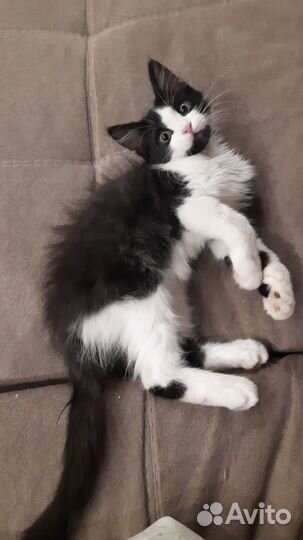 Котенок в добрые руки