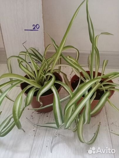 Хлорофитум кудрявый (Бонни)