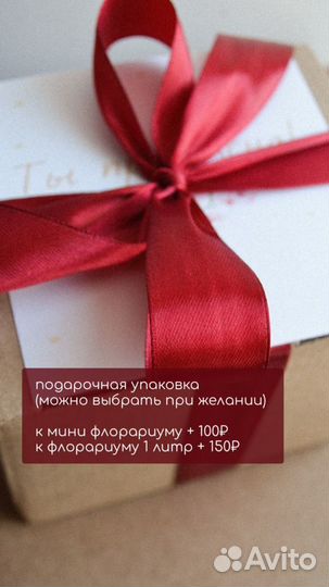 Флорариум суккуленты эхеверии