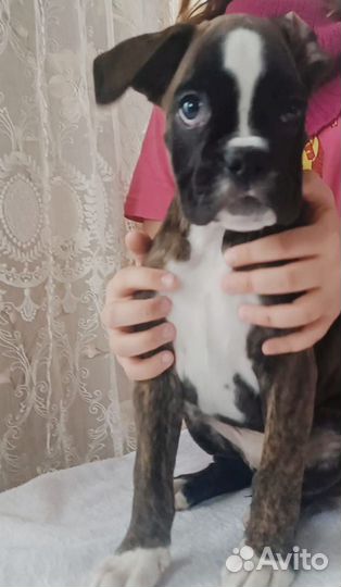 Немецкий боксер