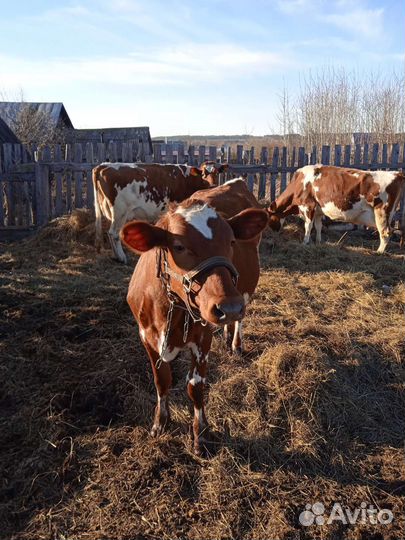 Телка- нетель