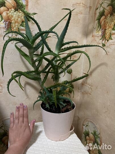 Алоэ столетник